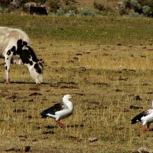 Cow with Andean Geese on the meadows below Laguna Jahuacocha